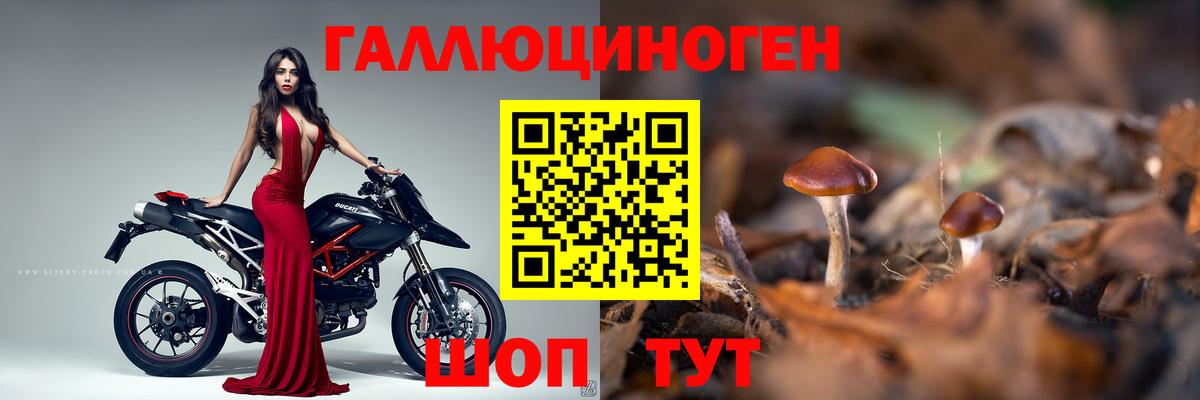 Псилоцибиновые грибы прущие грибы  закладка  Вход с VPN  Александров  Псилоцибиновые грибы мухоморы 